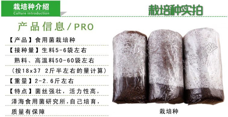 泽海食用菌平菇菌种子菌包菌棒栽培种农产品厂家自制正品