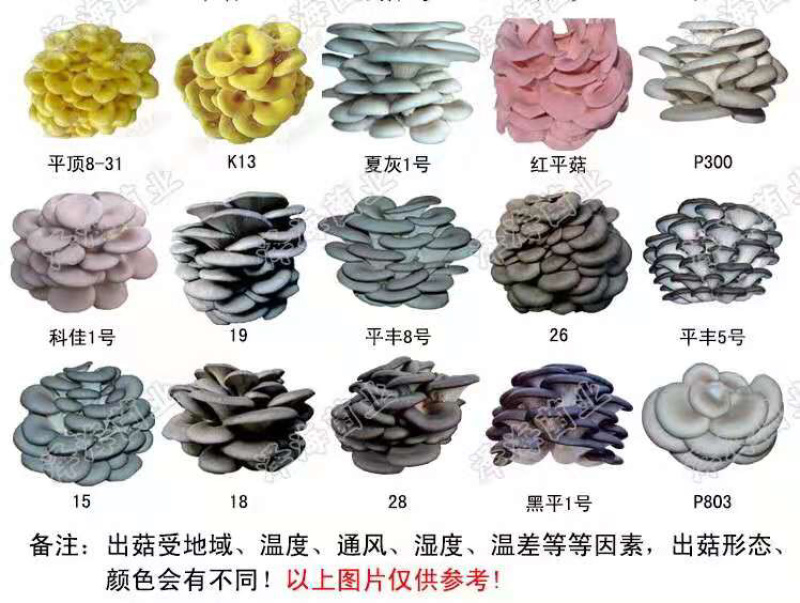 泽海食用菌平菇菌种子菌包菌棒栽培种农产品厂家自制正品