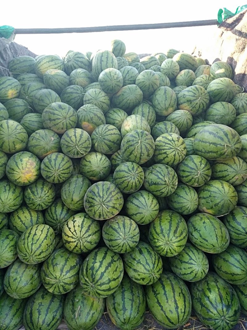 山阴西瓜上市