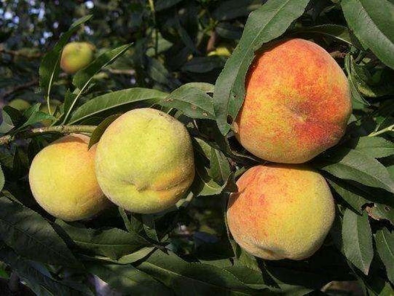 大黄桃桃树苗芒果味，质量保证全国包邮，基地直销。