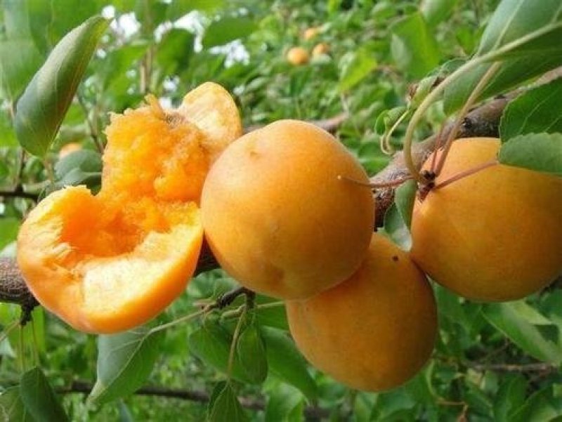 大黄桃桃树苗芒果味，质量保证全国包邮，基地直销。