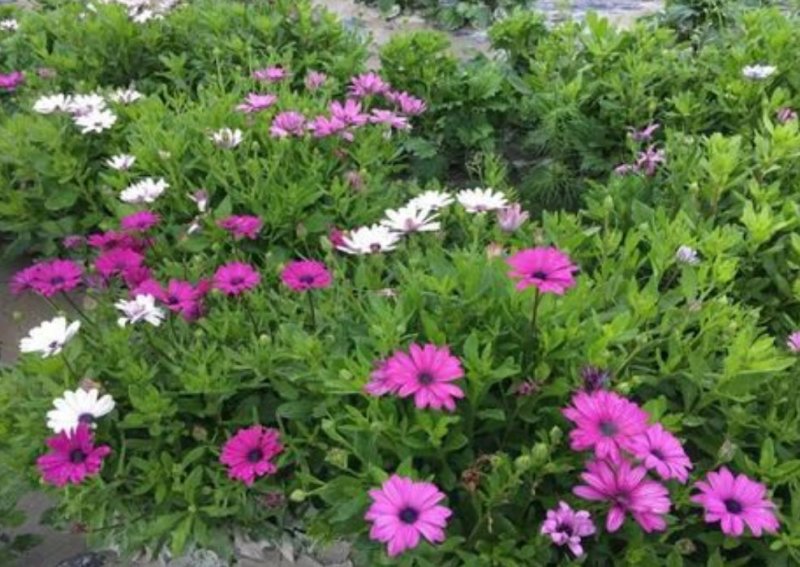 南非万寿菊种子公园花海均可种植花期长易种植种子