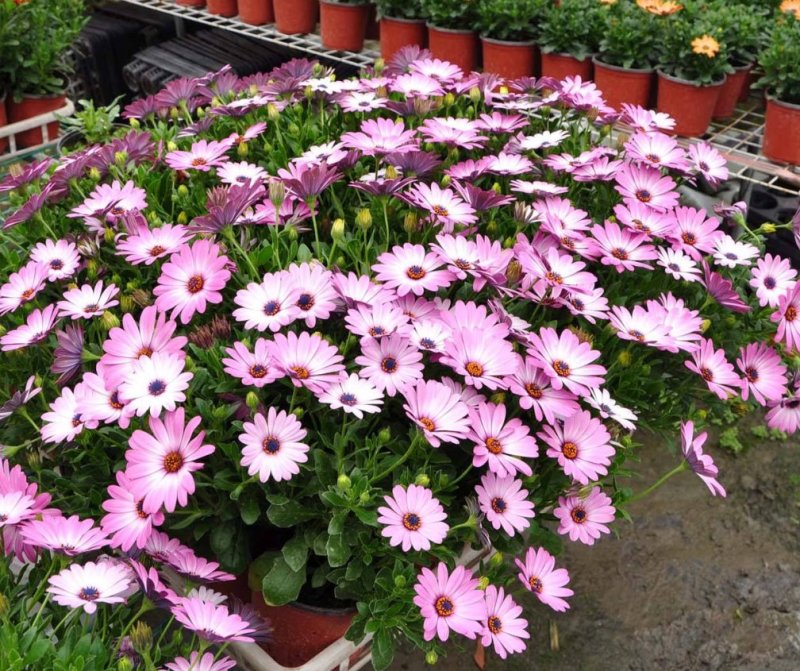 南非万寿菊种子公园花海均可种植花期长易种植种子