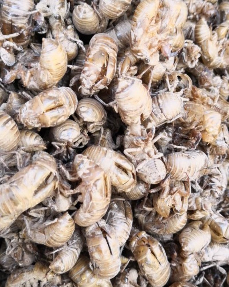 蝉蜕河北自然腿干货1斤起包邮量大从优