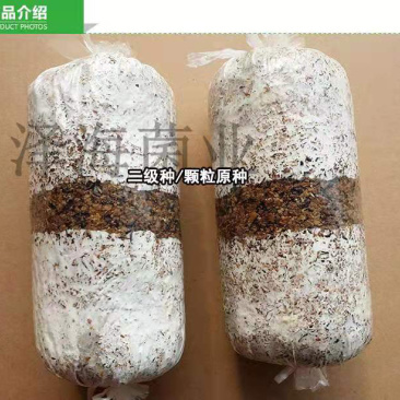 泽海食用菌平菇菌种颗粒种菌种二级种原种接栽培种椴木栽培菌