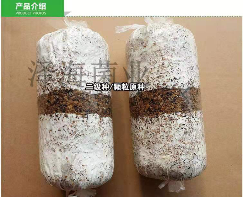 泽海食用菌平菇菌种颗粒种菌种二级种原种接栽培种椴木栽培菌