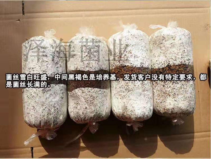 泽海食用菌平菇菌种颗粒种菌种二级种原种接栽培种椴木栽培菌