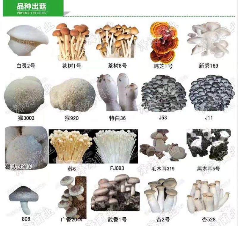 泽海食用菌平菇菌种颗粒种菌种二级种原种接栽培种椴木栽培菌