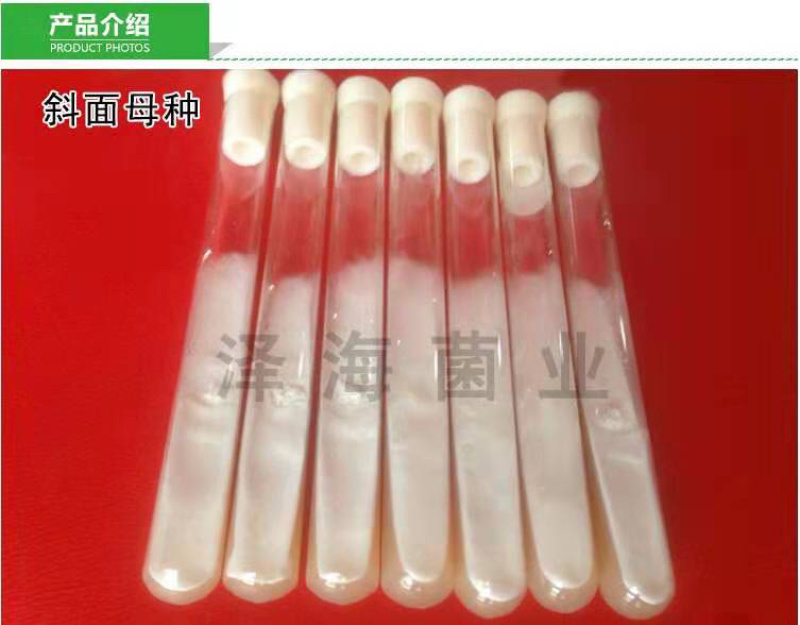 泽海食用菌一级种试管母种颗粒种斜面种平菇高温低温菌种