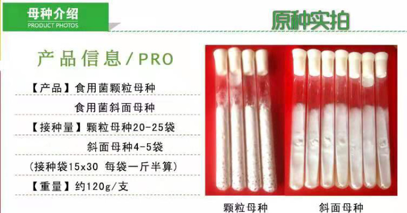 泽海食用菌一级种试管母种颗粒种斜面种平菇高温低温菌种