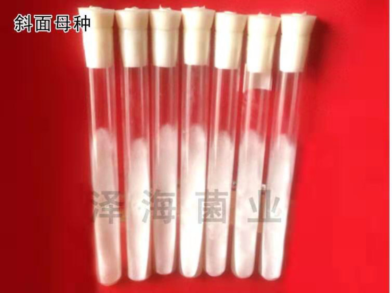 泽海食用菌一级种试管母种颗粒种斜面种平菇高温低温菌种