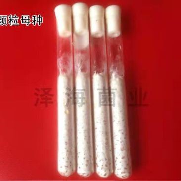 泽海食用菌一级种试管母种颗粒种斜面种平菇高温低温菌种