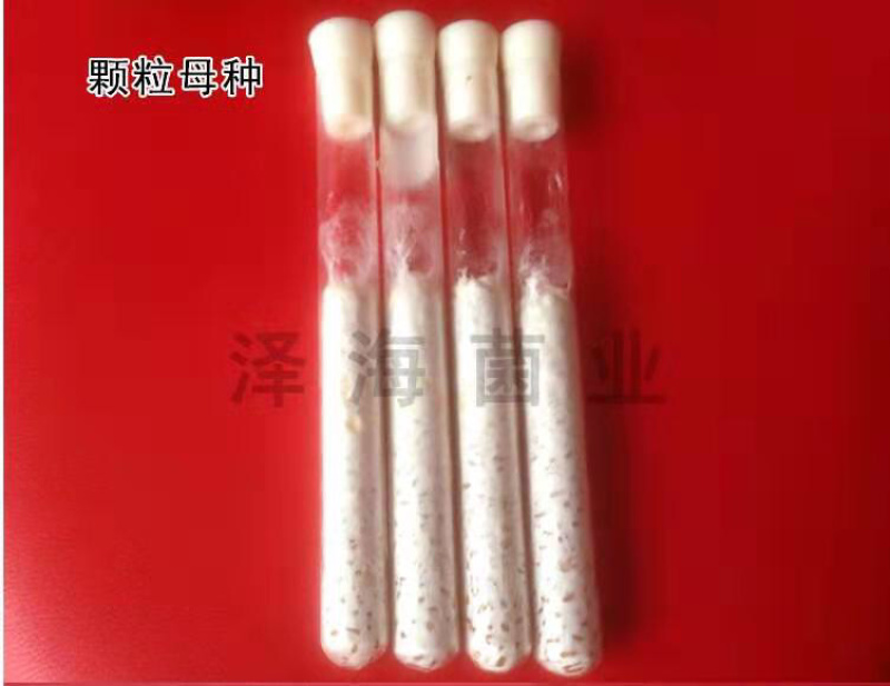 泽海食用菌一级种试管母种颗粒种斜面种平菇高温低温菌种