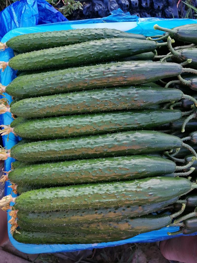 2023莘县万亩精品黄瓜大量上市量大从优一手货源！