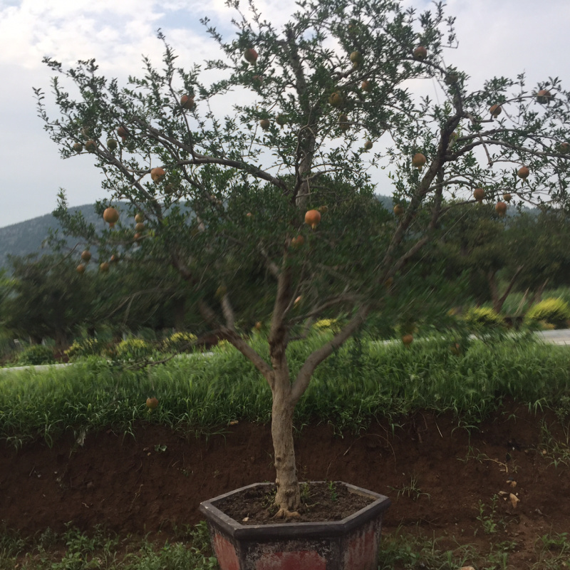 精品景观树，价格优惠，保品质，保成活率，，