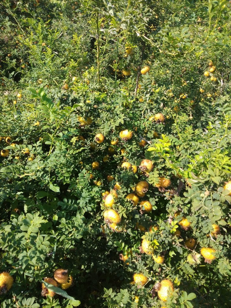 无经刺梨