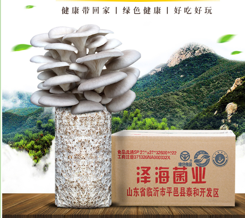 泽海食用菌蘑菇种植包平菇菌包种蘑菇食用菌菌种家庭种植蘑菇
