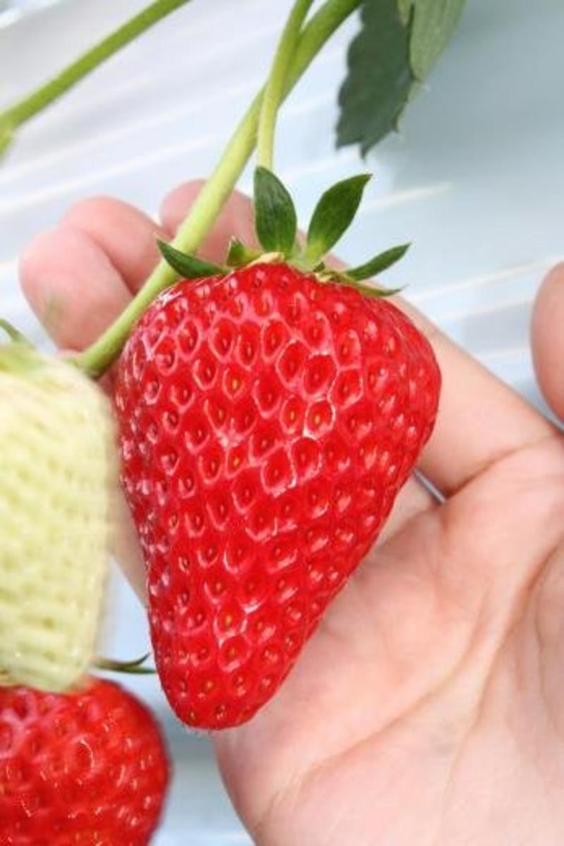 章姬草莓苗优质脱毒苗技术指导现挖现卖