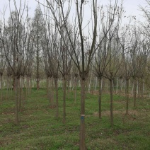 栾树基地，河南潢川宏昌苗圃场直销各种规格栾树