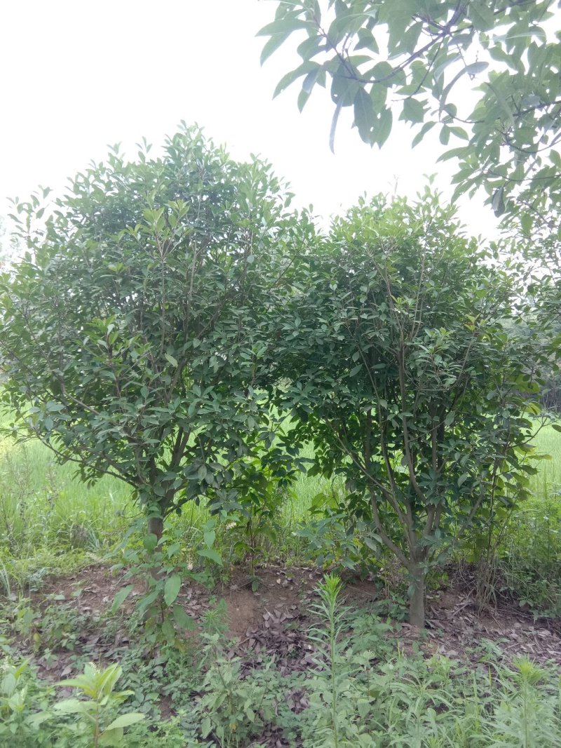 高杆红叶石楠，红叶石楠球