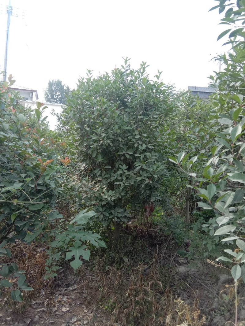 高杆红叶石楠，红叶石楠球