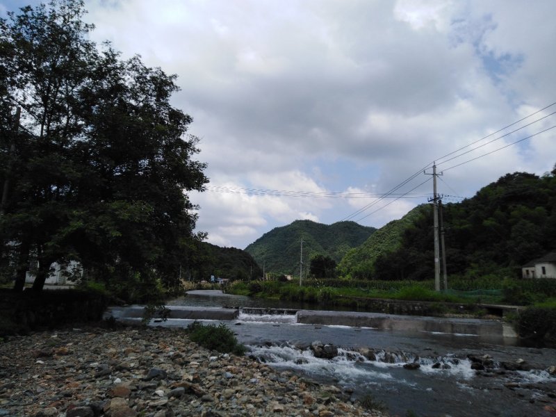 【热卖】九华山灵芝纯野生灵芝紫灵芝干货包邮