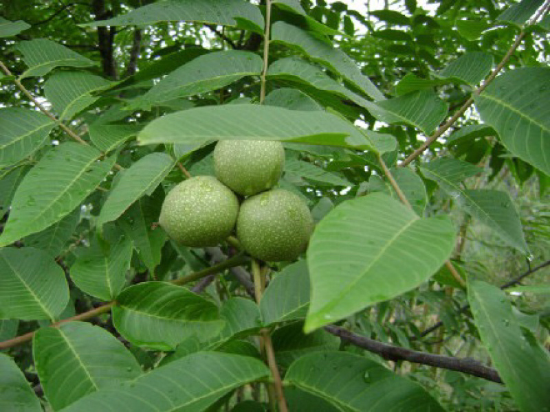 核桃，硕峰，清香
