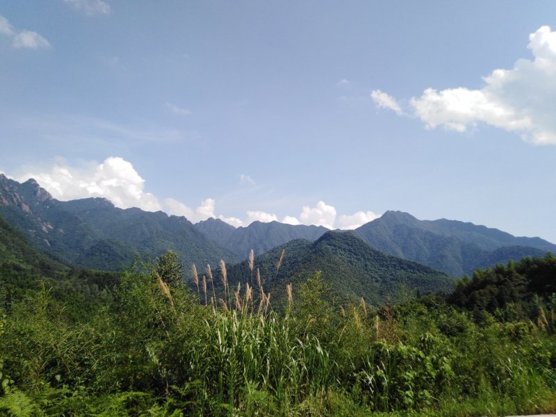 【热卖】九华山灵芝纯野生灵芝2～8公分紫灵芝深山采摘包邮