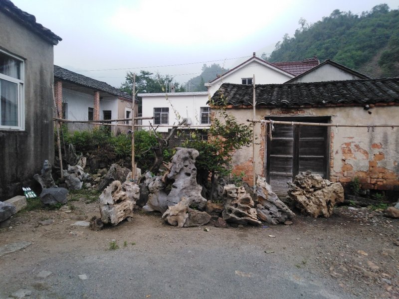 【热卖】九华山灵芝纯野生灵芝2～8公分紫灵芝深山采摘包邮