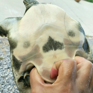 龟鳖类