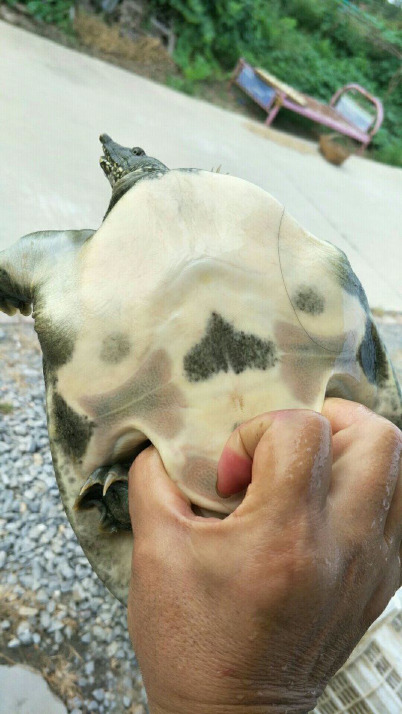 龟鳖类