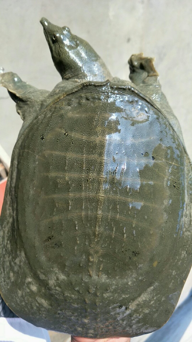 龟鳖类