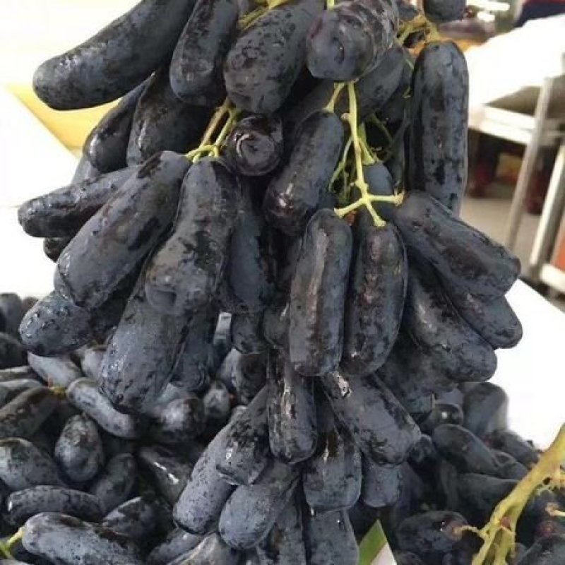 正宗甜蜜蓝宝石葡萄苗，包成活，免费技术指导，可视频看苗