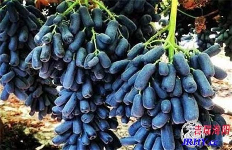蓝宝石葡萄苗，现挖现卖，包成活，全程技术指导