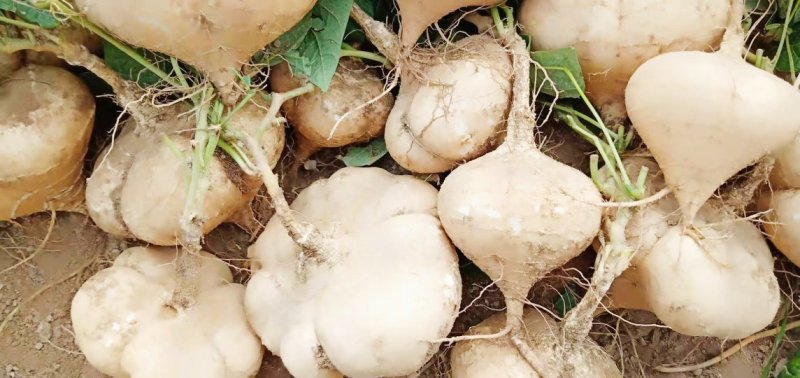 豆薯，（地瓜）货源充足质量好，半斤以上产地直供：现货