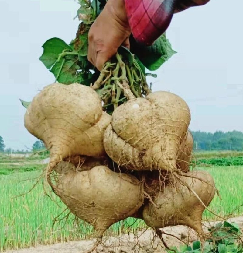豆薯，（地瓜）货源充足质量好，半斤以上产地直供：现货