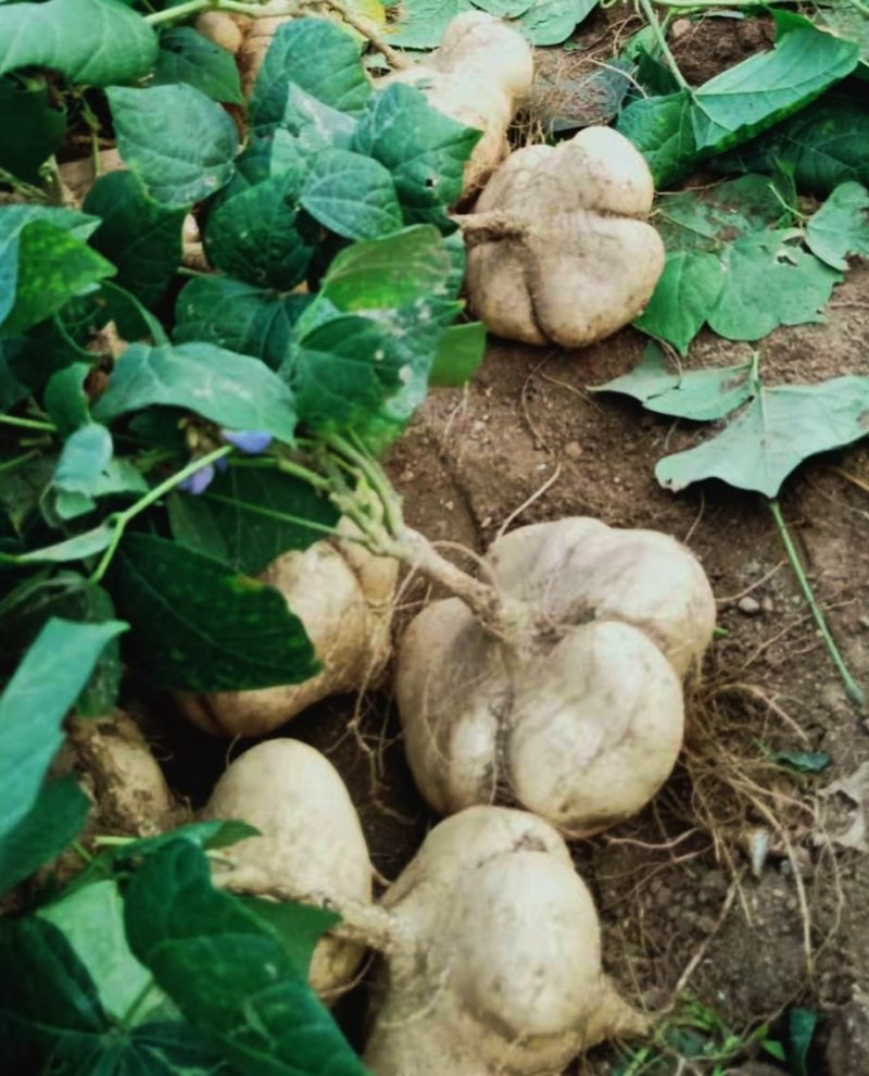 豆薯，（地瓜）货源充足质量好，半斤以上产地直供：现货