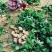 豆薯，（地瓜）货源充足质量好，半斤以上产地直供：现货