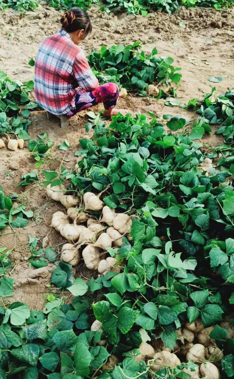豆薯，（地瓜）货源充足质量好，半斤以上产地直供：现货