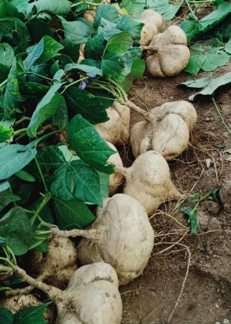 豆薯，（地瓜）货源充足质量好，半斤以上产地直供：现货