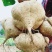 豆薯，（地瓜）货源充足质量好，半斤以上产地直供：现货