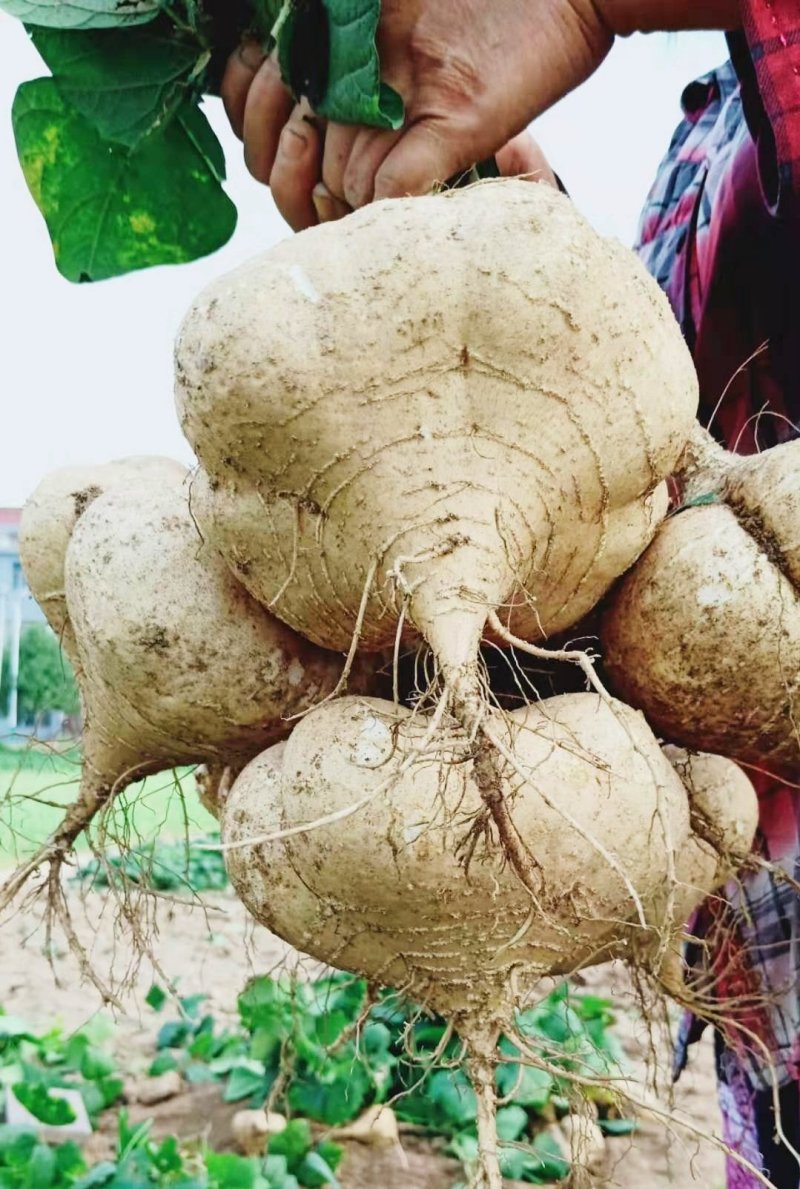 豆薯，（地瓜）货源充足质量好，半斤以上产地直供：现货