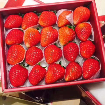 妙香草莓苗