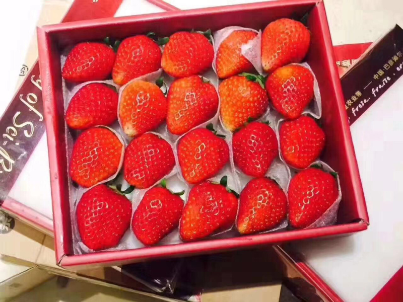 妙香草莓苗