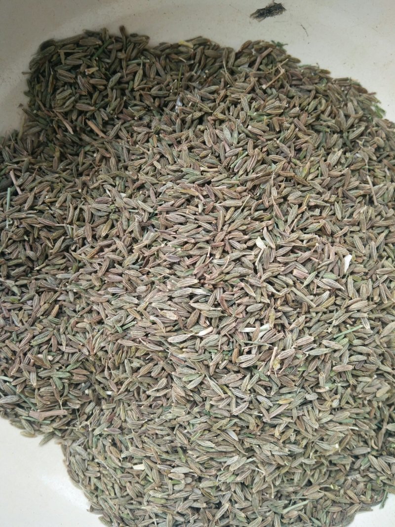 甘肃特绿精品孜然，香味十足