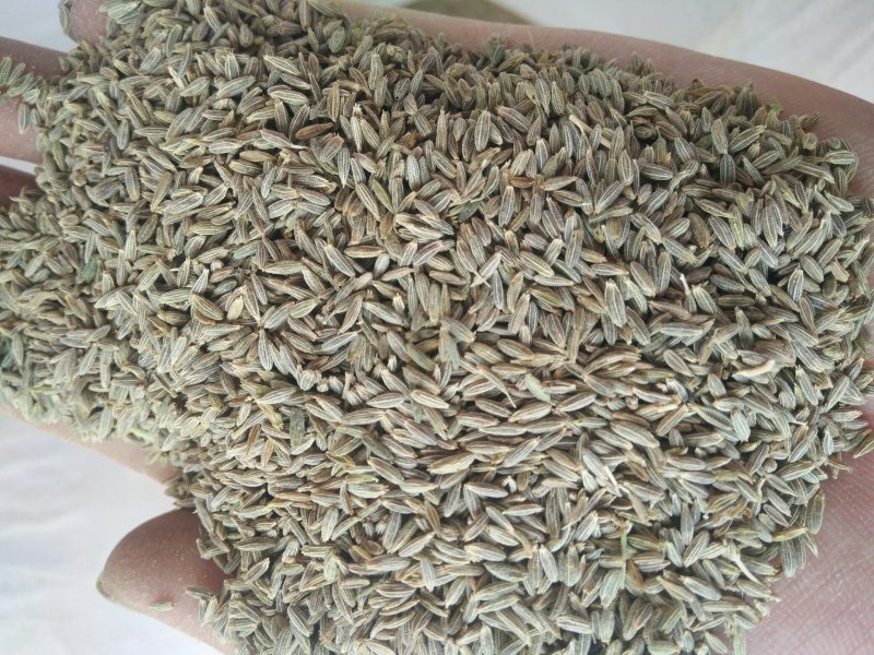 甘肃特绿精品孜然，香味十足