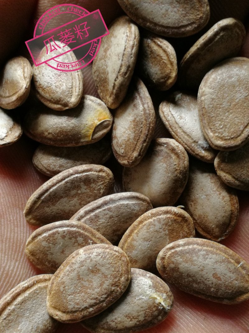 吊瓜籽瓜蒌籽、仓库直供.品优价廉.粒粒精选.颗颗饱满