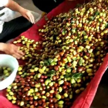 鸡心枣特级！！！！！！，鲜枣需要的好快联系啦