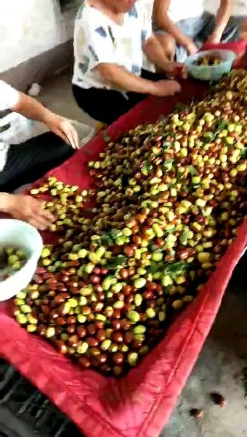 鸡心枣特级！！！！！！，鲜枣需要的好快联系啦
