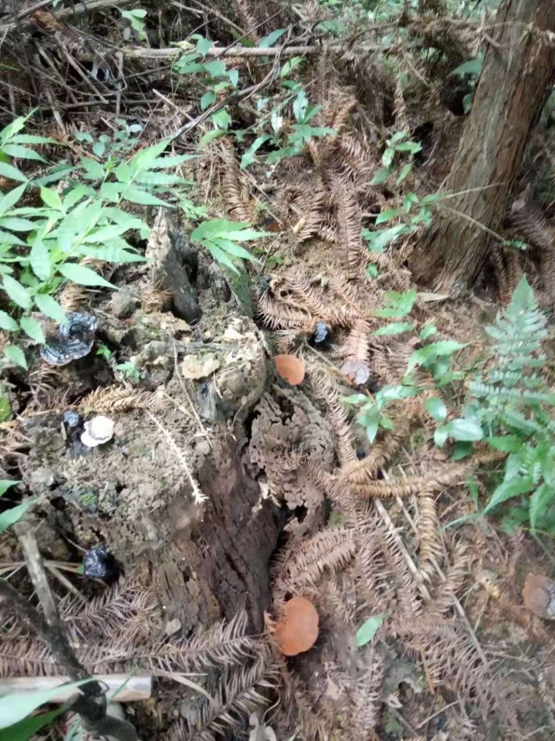 【热卖】灵芝纯野生灵芝3～22公分包野生野外生长滋补包邮